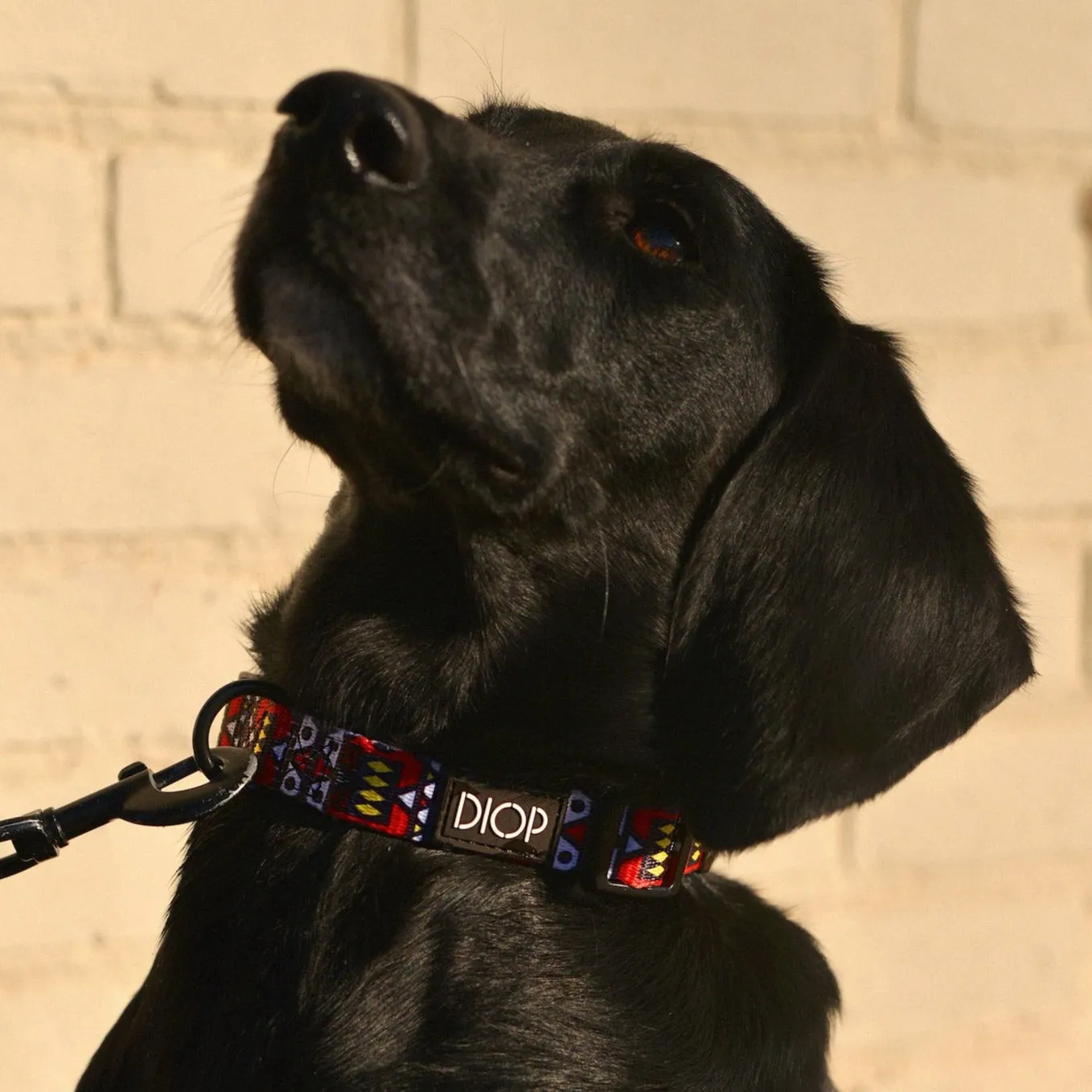 The Nana Dog Collar