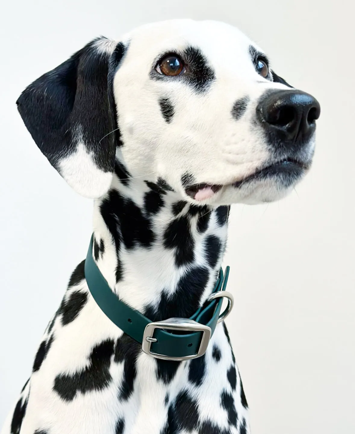 Walk By Good Boy - Biothane Collar - Forest