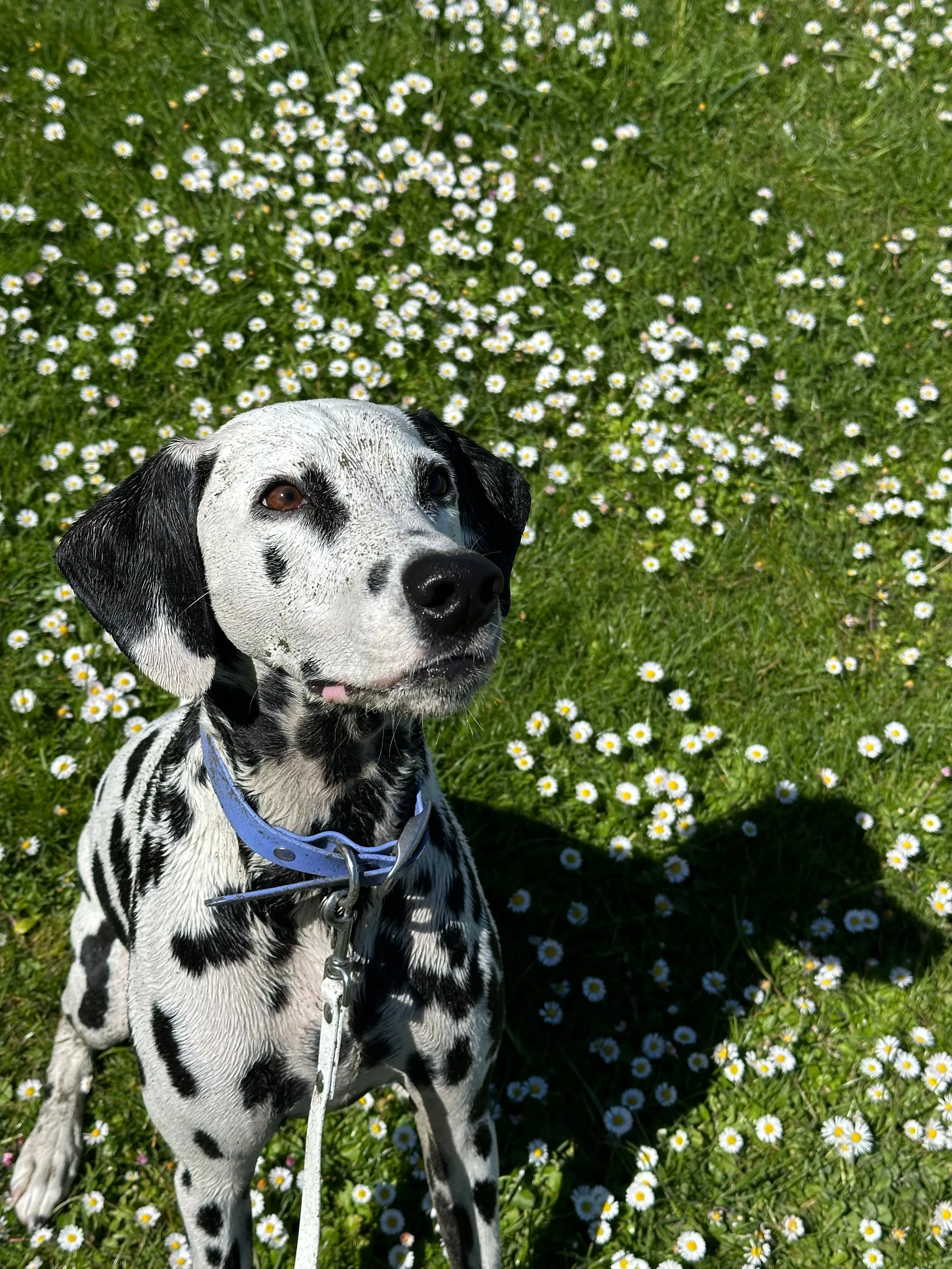 Walk By Good Boy - Biothane Collar - Periwinkle