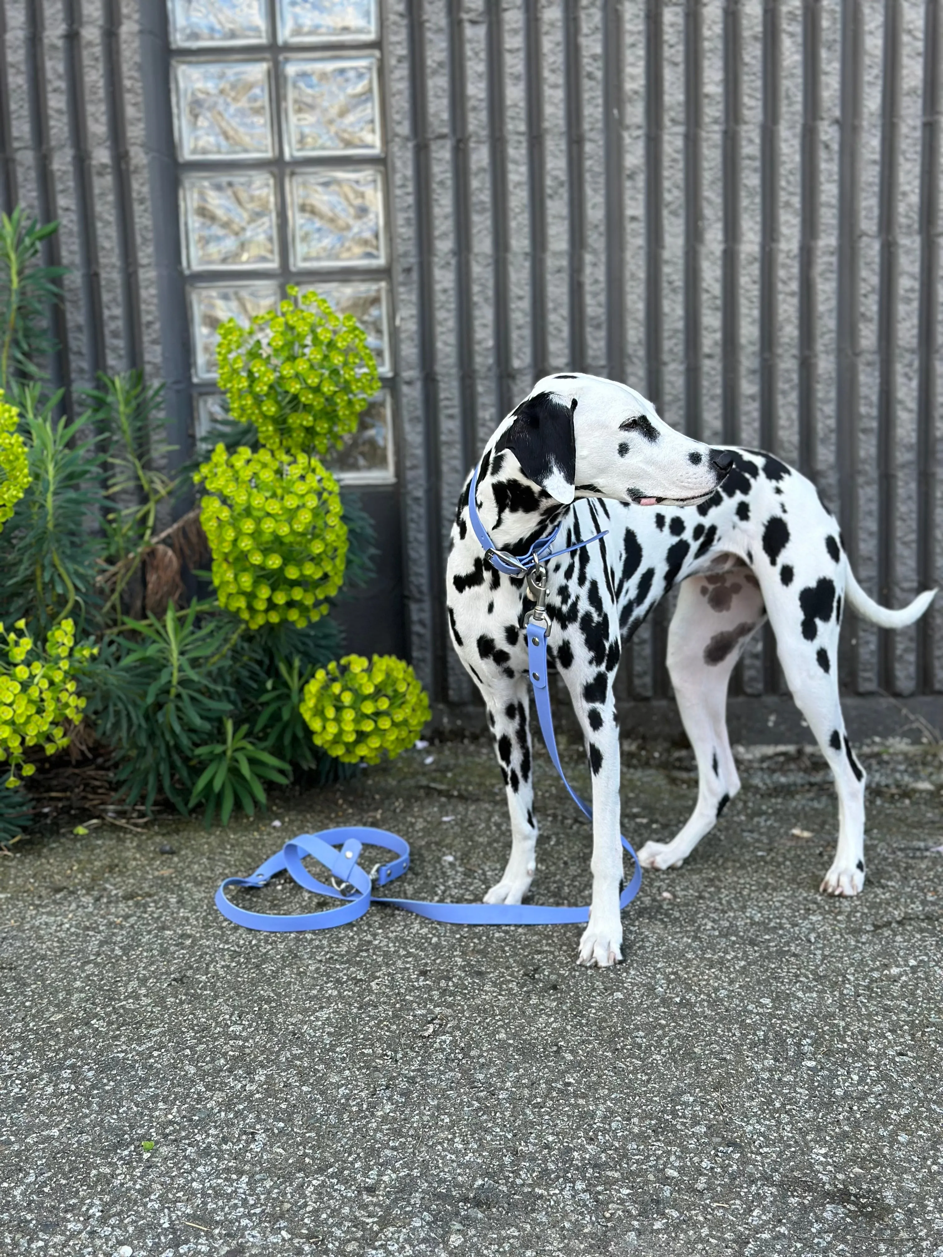 Walk By Good Boy - Biothane Collar - Periwinkle